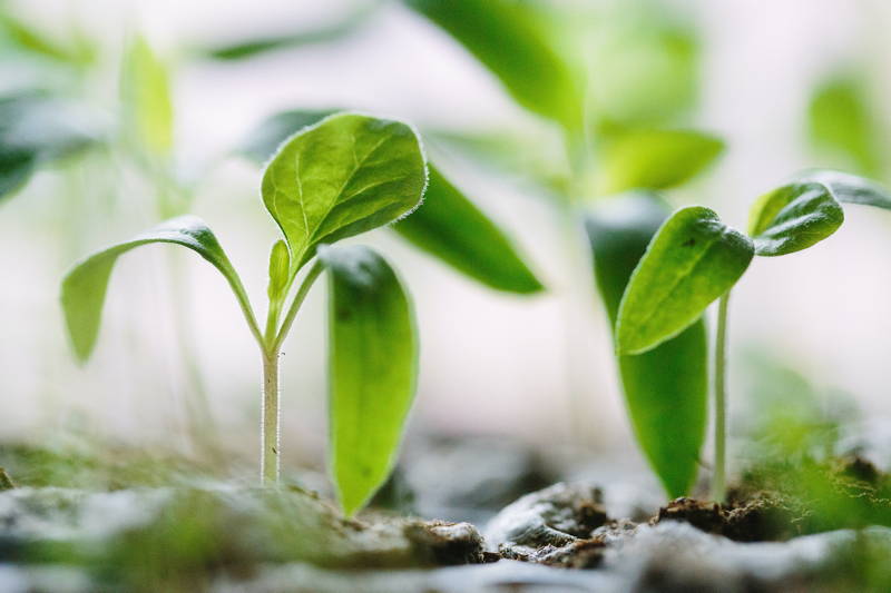Small growing plant as a metaphor to a business website that helps you grow.